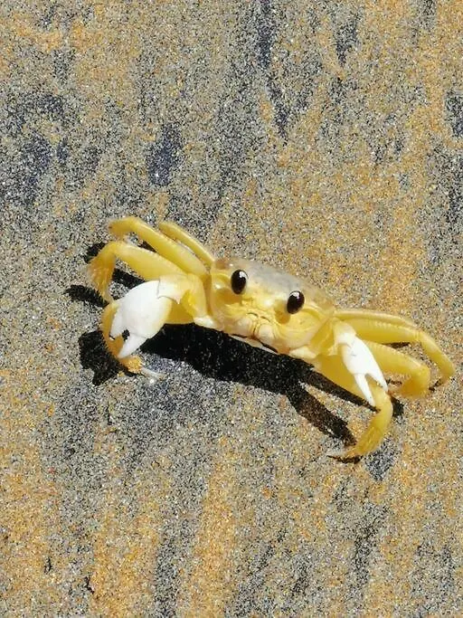 فيلا Mariposa سانت-روز