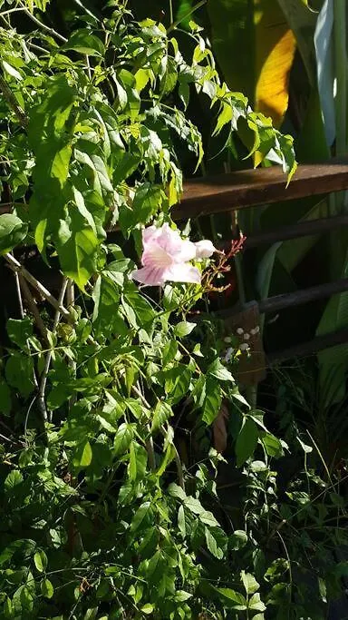 Mariposa Villa Sainte-Rose Guadeloupe